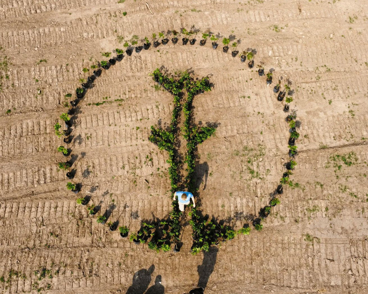 One Tree Planted Tree Our Impact – GHOST